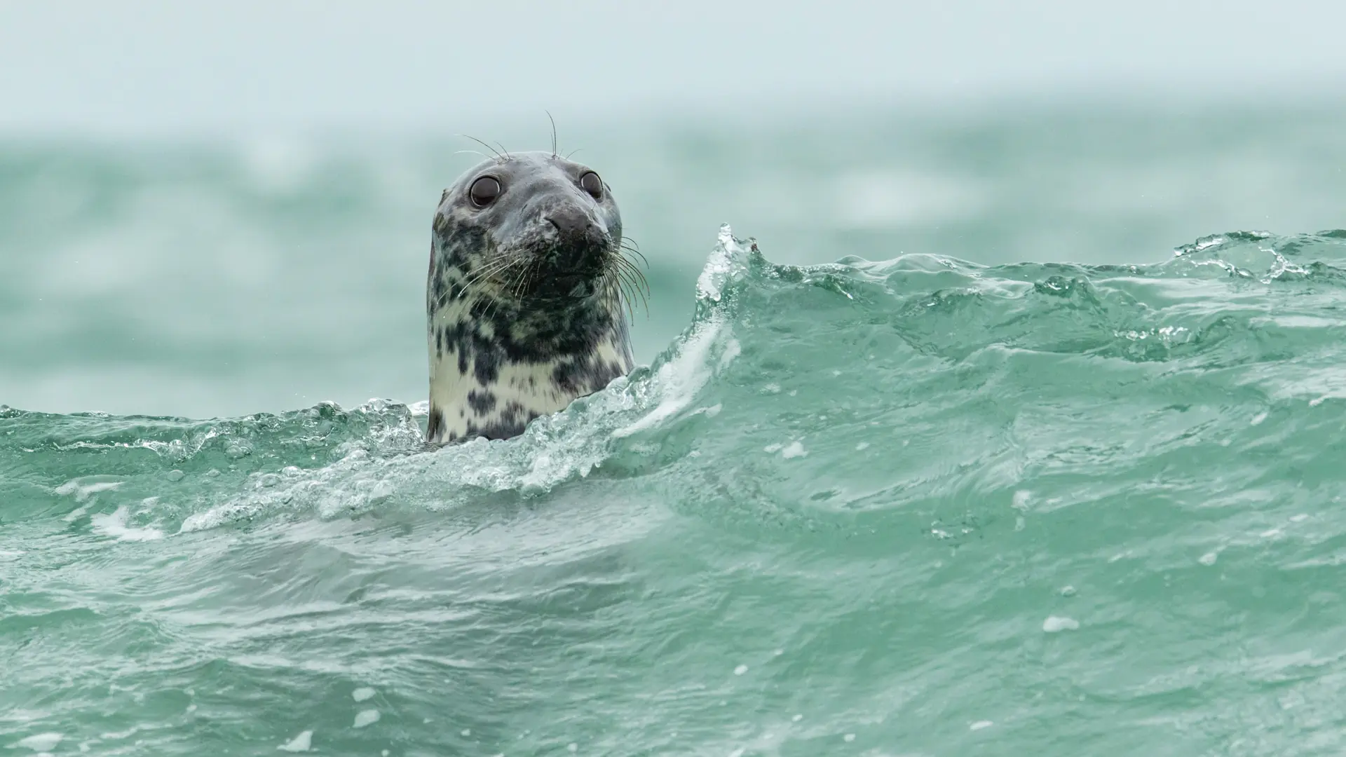 A close-up photo of a grey seal swimming in the sea
